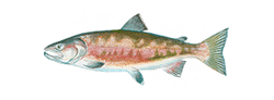 Chum Salmon